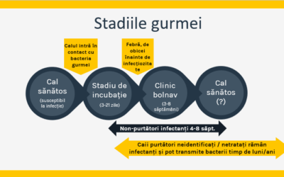 Stadiile gurmei, caii purtători și carantinarea eficientă — simplă și la îndemâna noastră