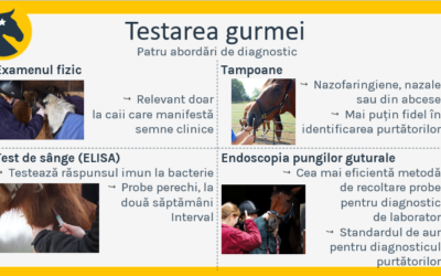 Testarea și diagnosticul gurmei